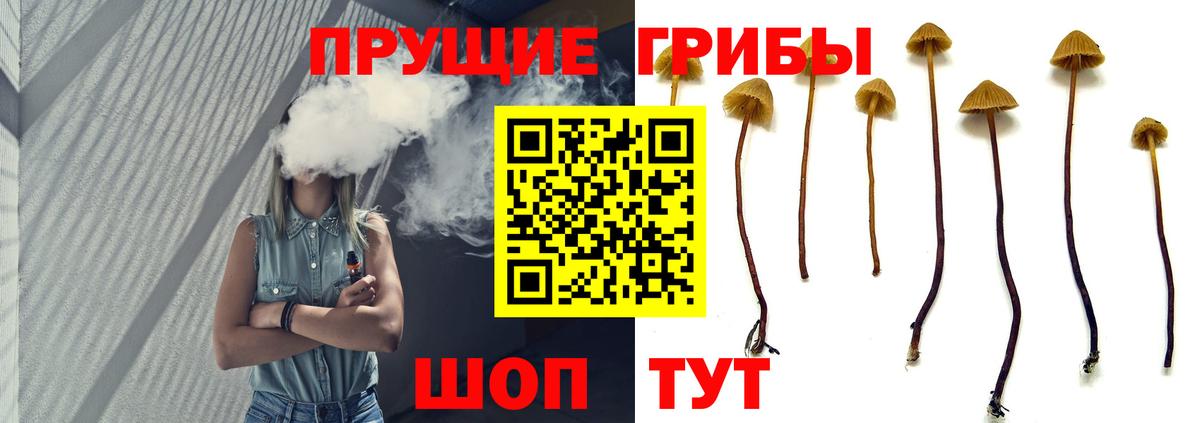 Псилоцибиновые грибы Cubensis  купить наркотик  Губкин  Вход с VPN 