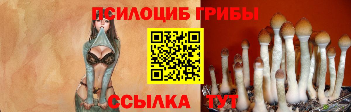 Галлюциногенные грибы Psilocybe Губкин